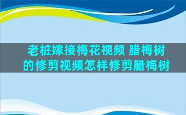 老桩嫁接梅花视频 腊梅树的修剪视频怎样修剪腊梅树